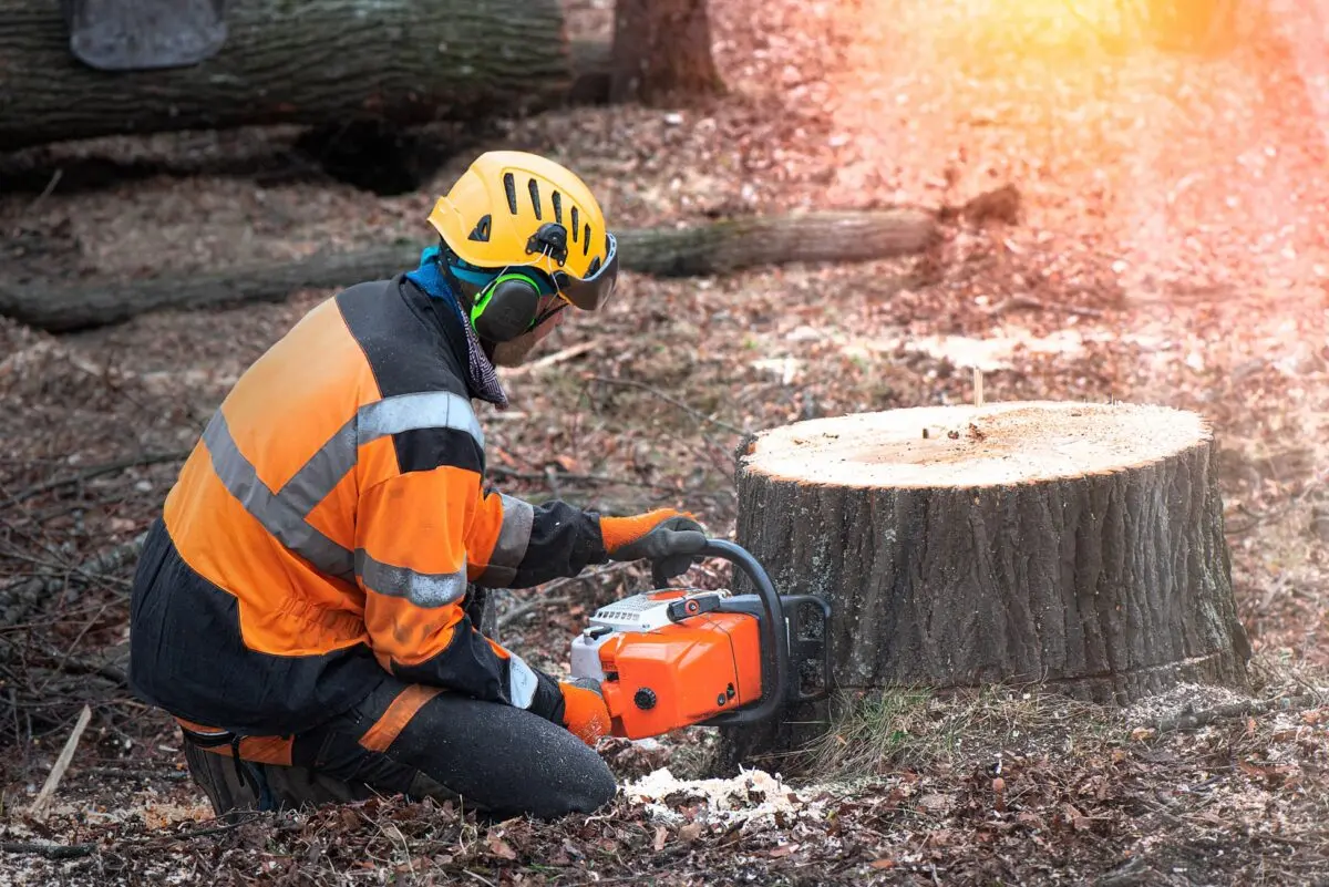 Arborist with a chainsaw cutting beside a large stump