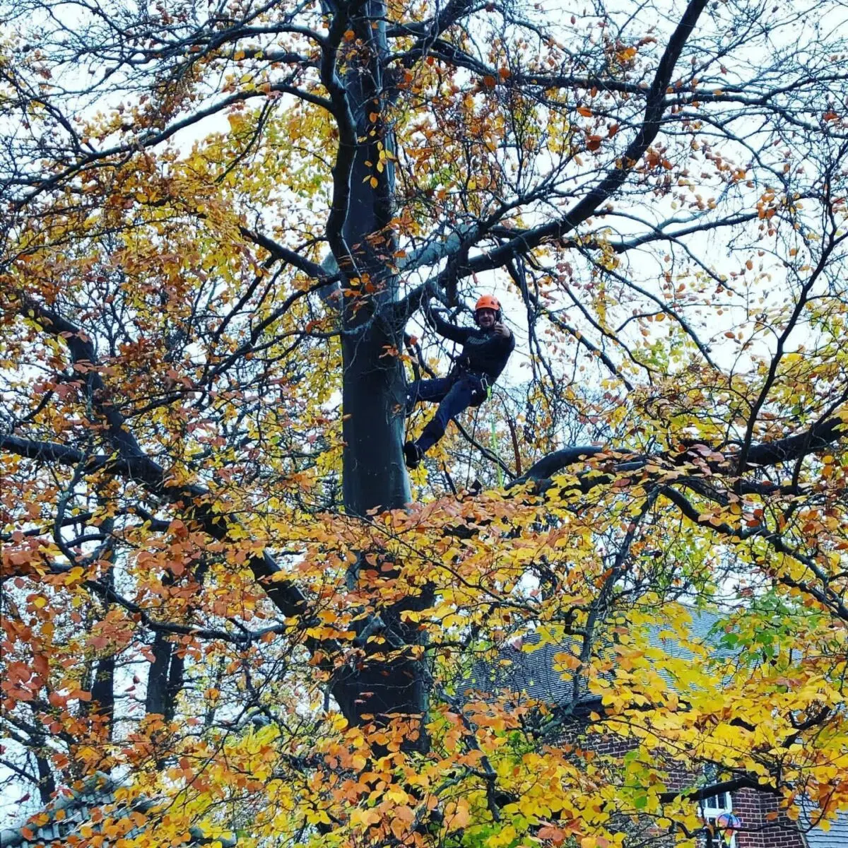 Arborist climbing among autumn foliage