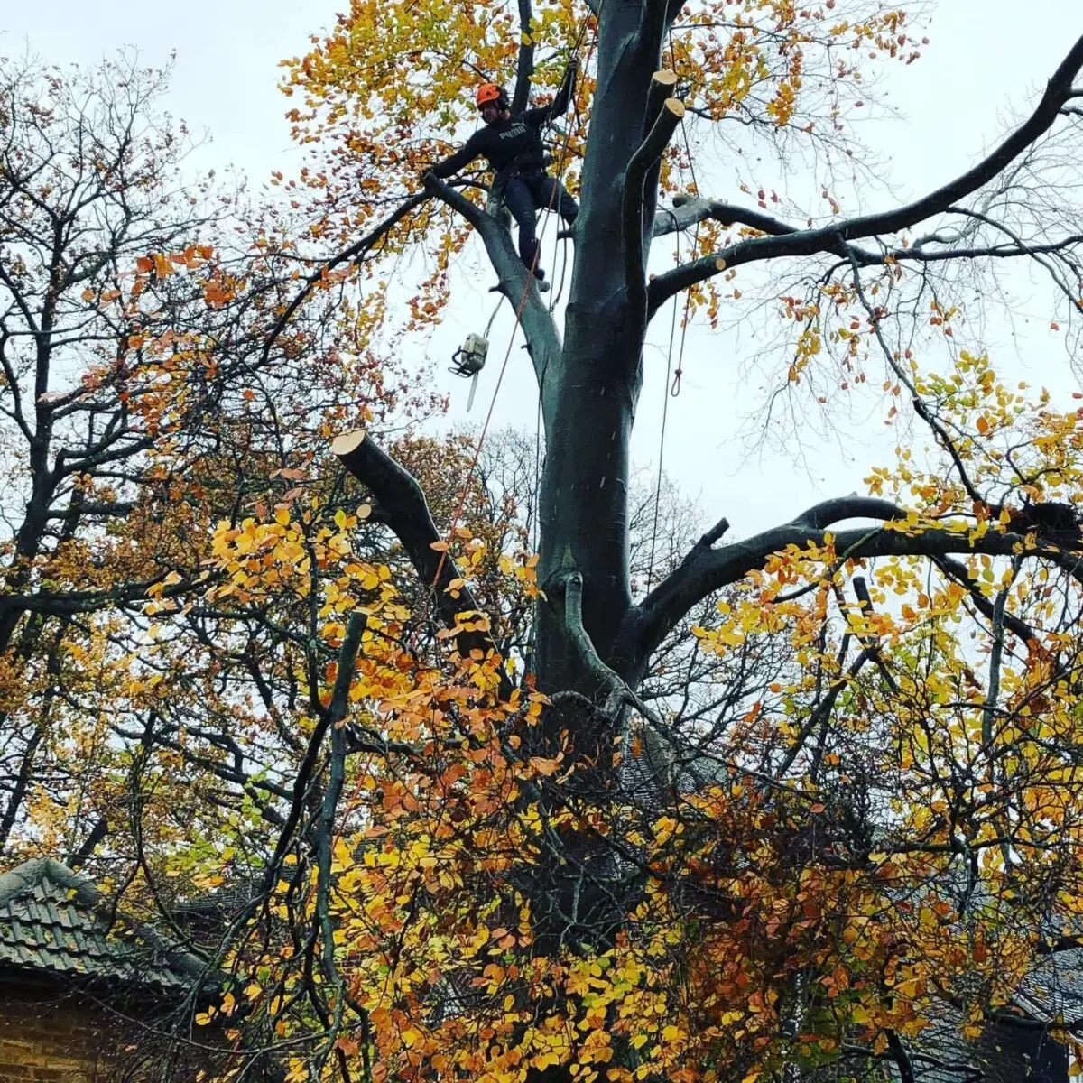 Arborist roped into a tall autumn tree