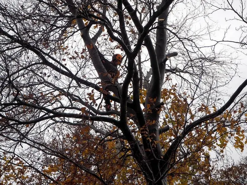 Arborist climbing a bare tree among autumn leaves