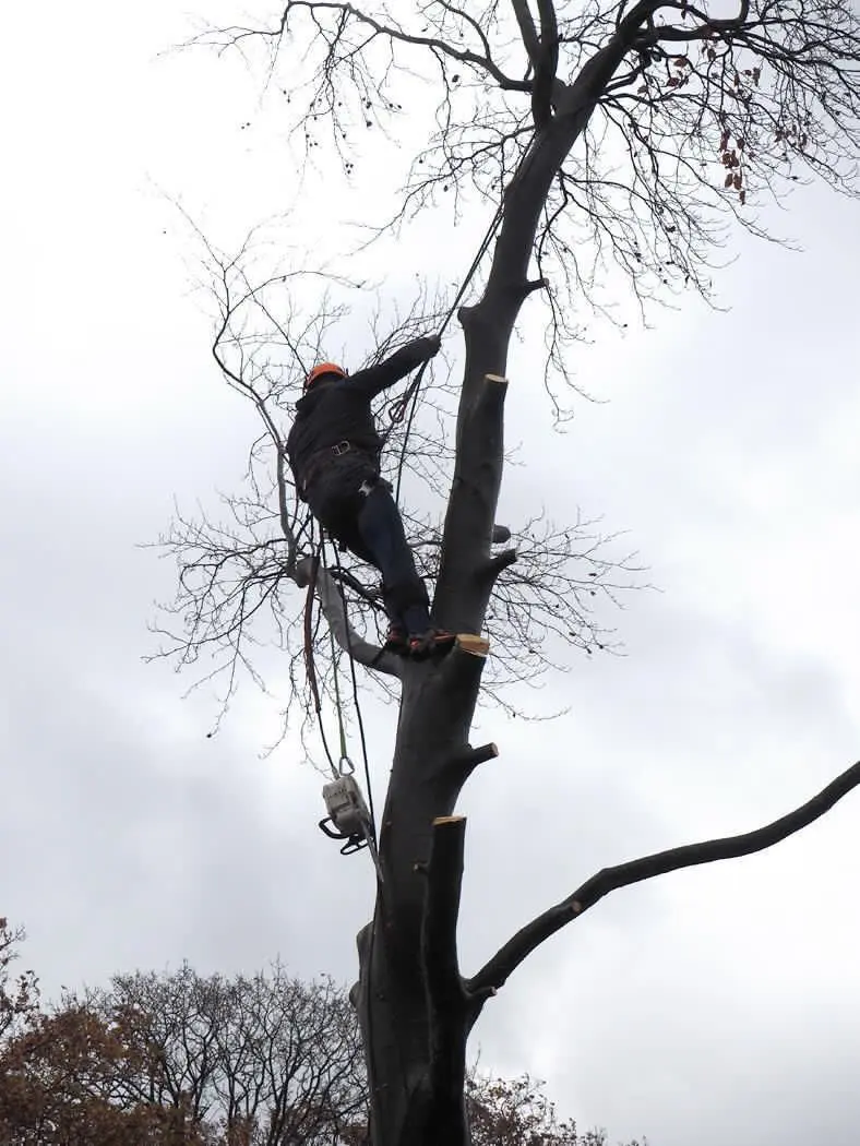 Arborist working high in a bare tree