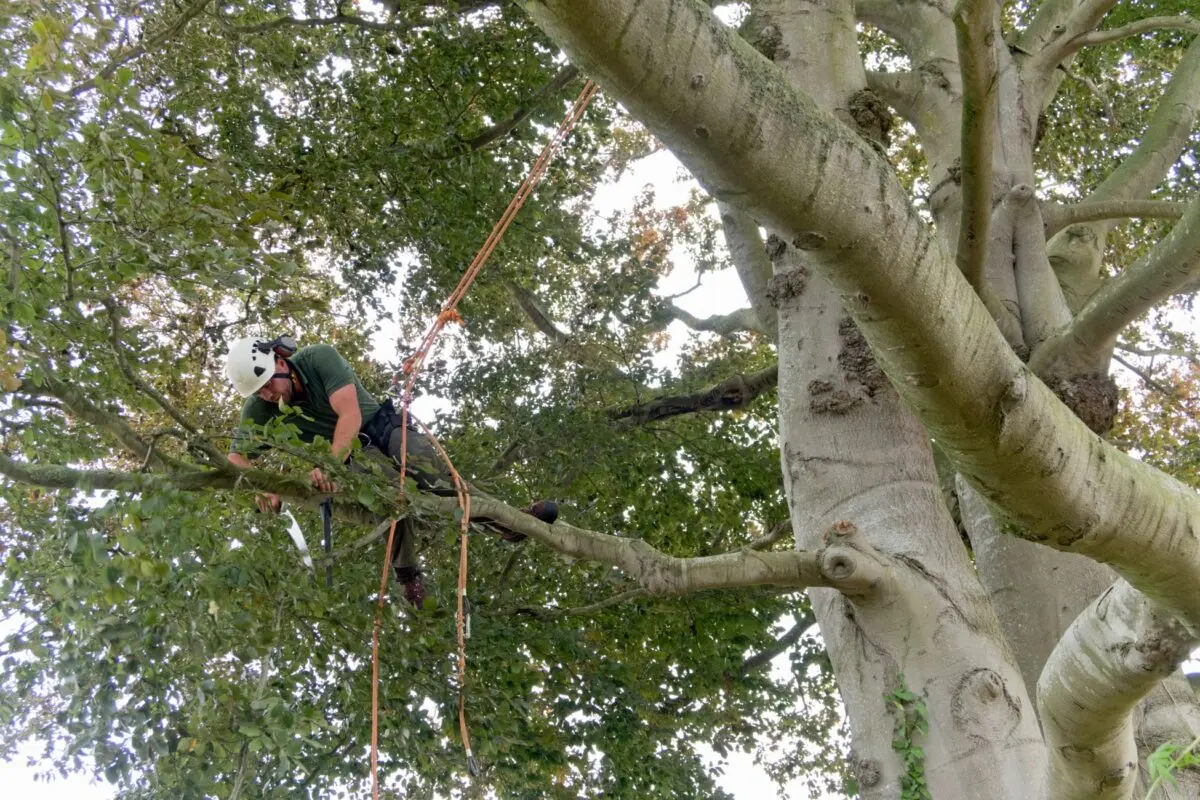 Arborist climbing a large beech tree