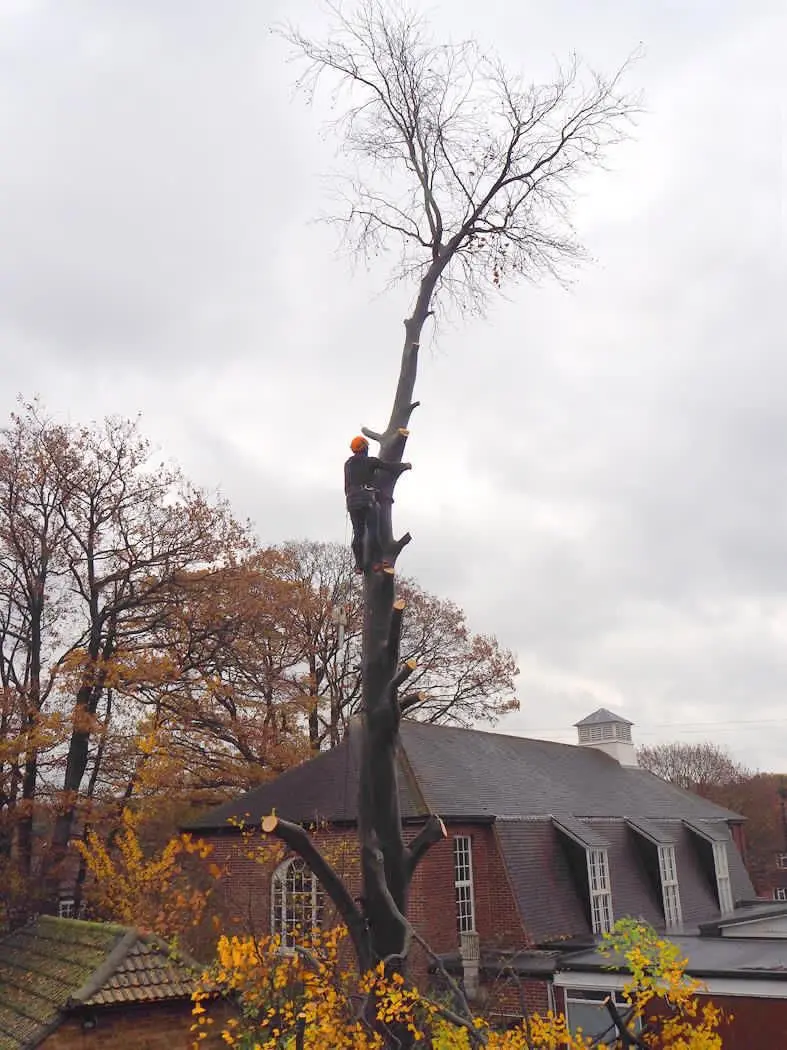 Arborist at the top of a tall tree being taken down