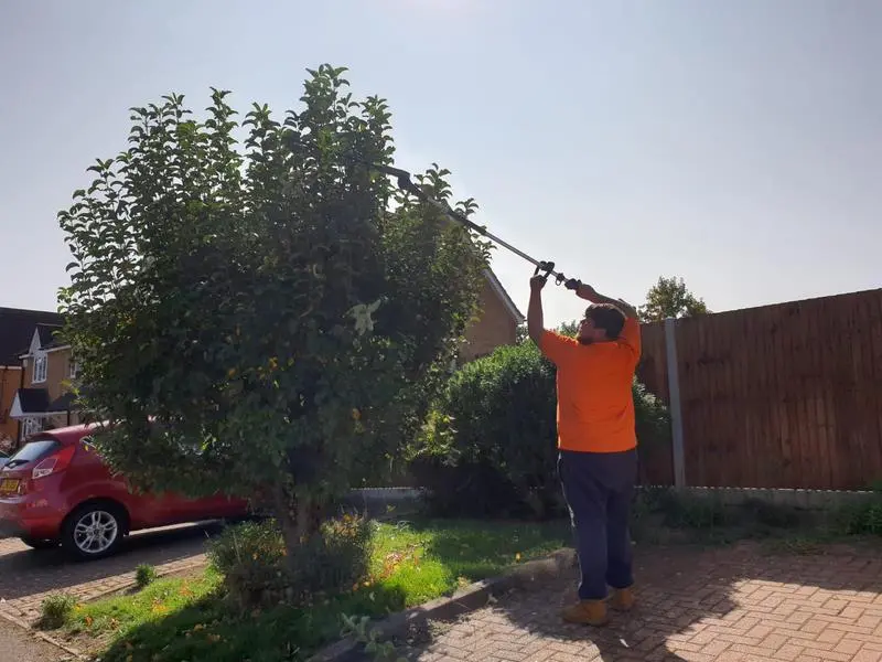 Arborist pruning a garden tree with a long-reach pole saw