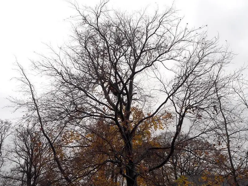 Bare tree canopy against an overcast sky
