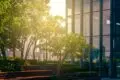 Commercial Tree Services