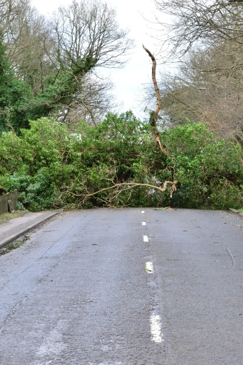 Fallen tree blocking a country road