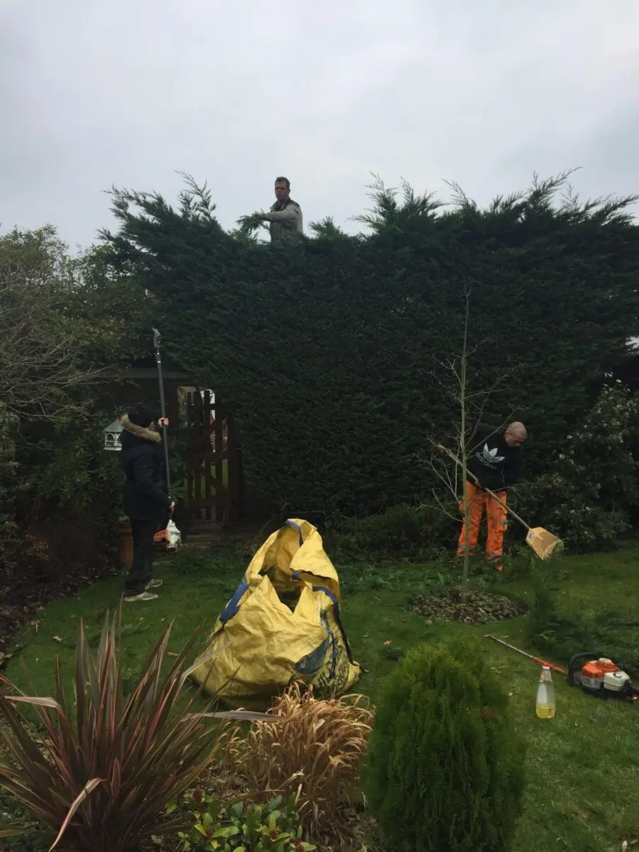 Crew trimming a tall conifer hedge in a garden
