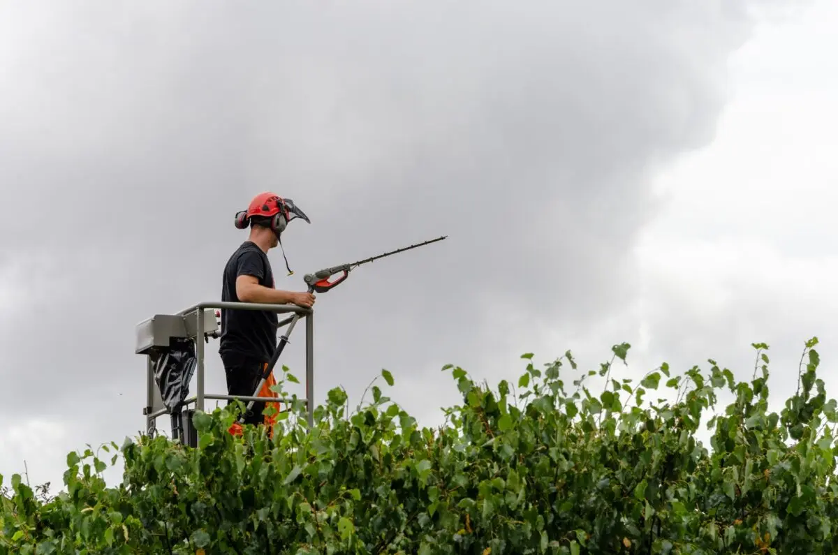 Worker trimming a tall hedge from a platform with a long-reach trimmer