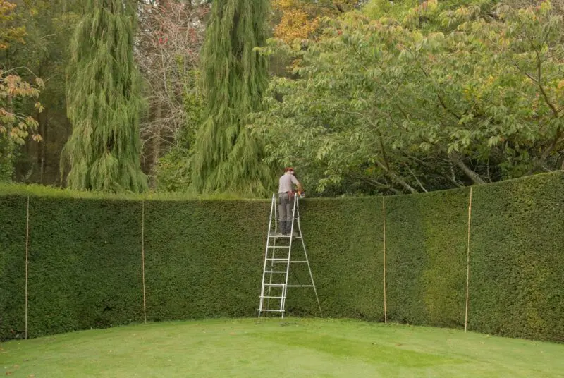 Gardener trimming a tall yew hedge from a ladder
