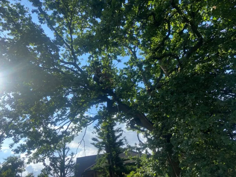 Large oak canopy against a blue sky