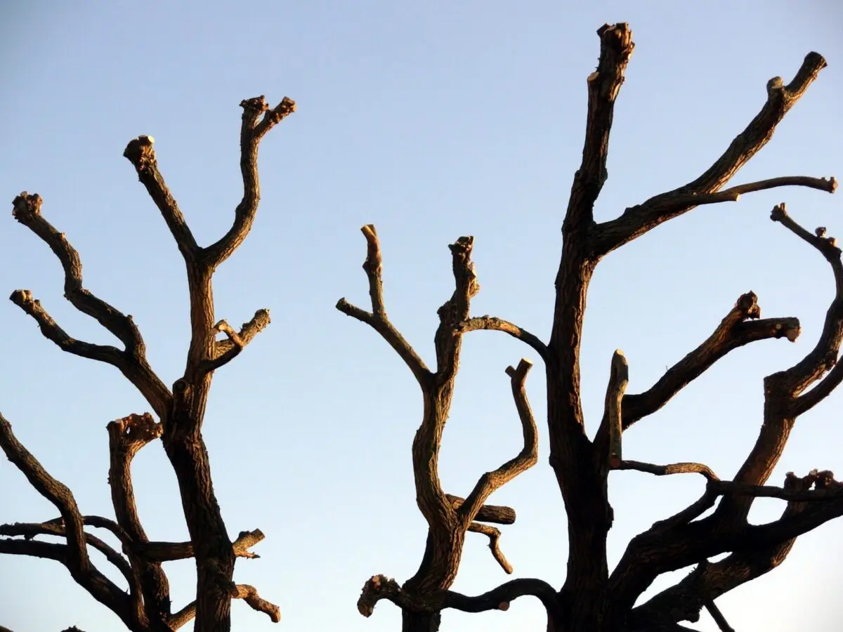 Pollarded branches against a clear sky