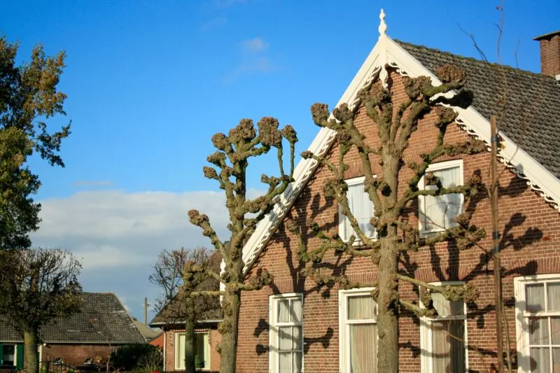 Pollarded trees beside a brick house