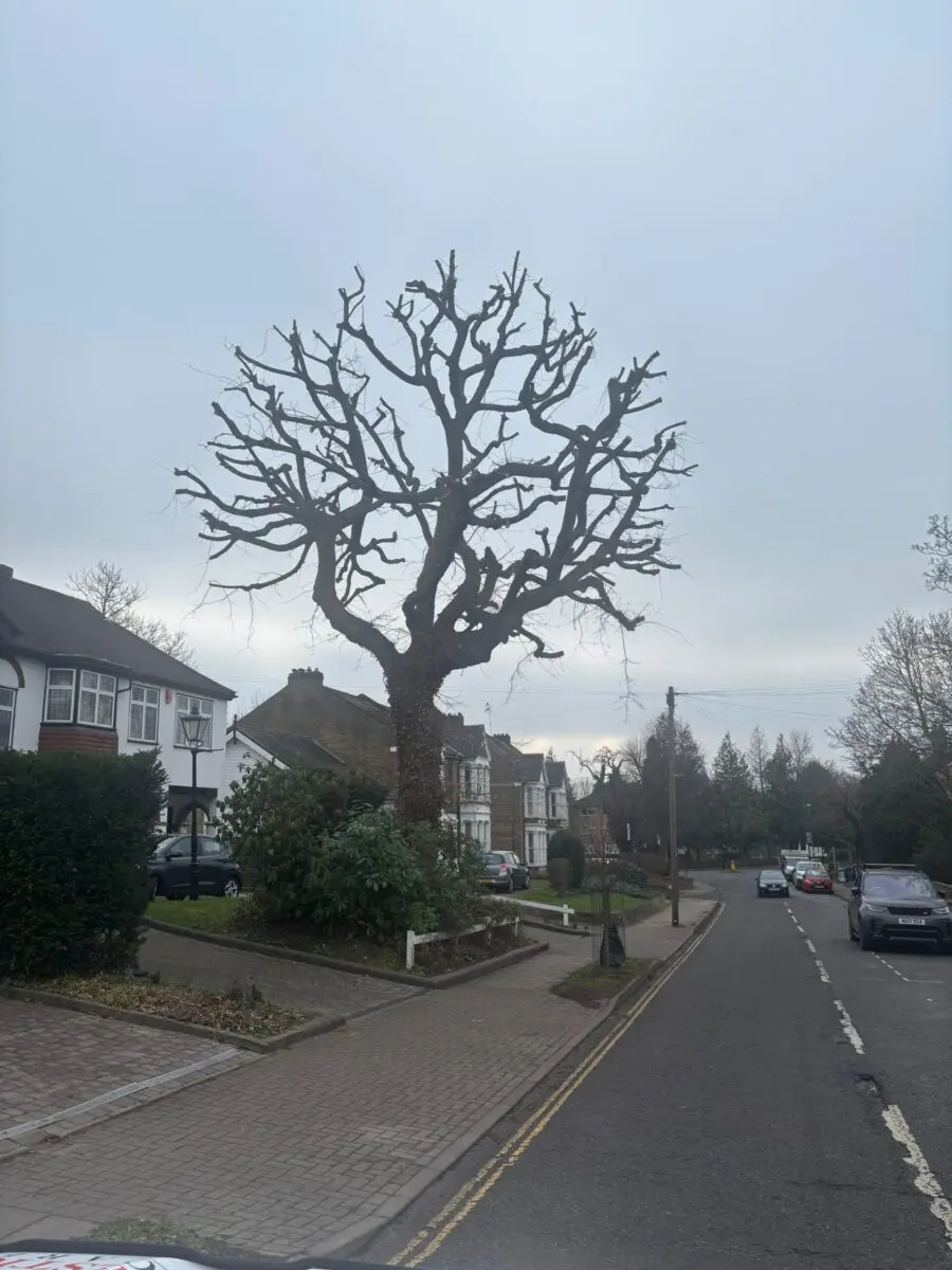 Pruned oak tree beside a residential road