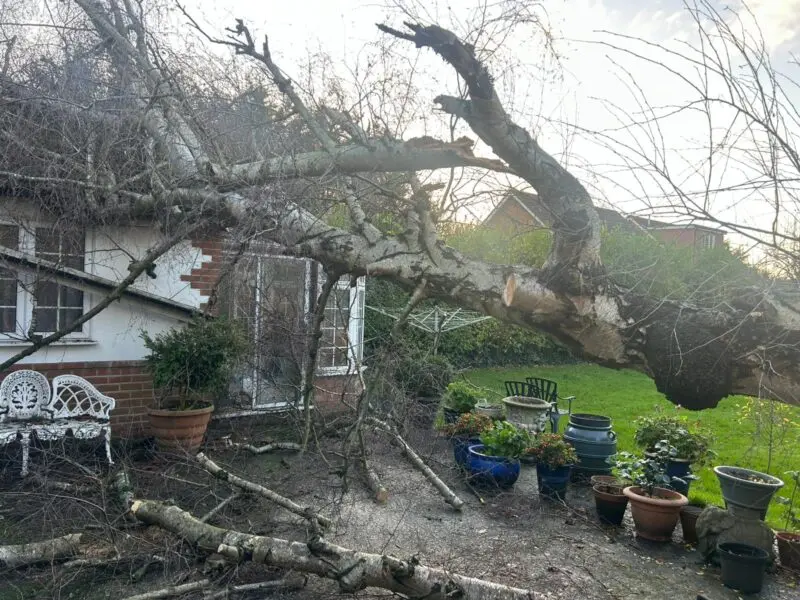 Large tree fallen across a house and garden after a storm