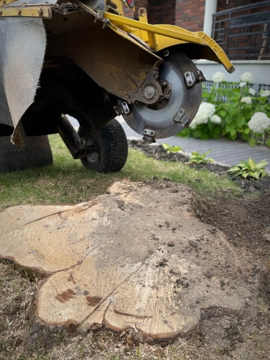 Stump grinder beside a large freshly cut stump