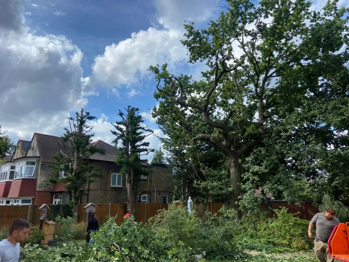 Tree crew working beneath a large garden oak
