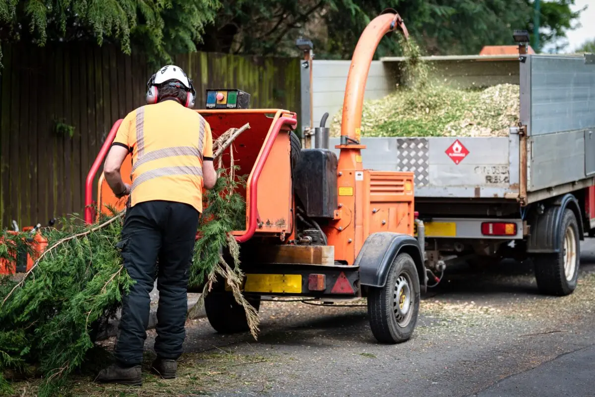 Worker feeding branches into a wood chipper