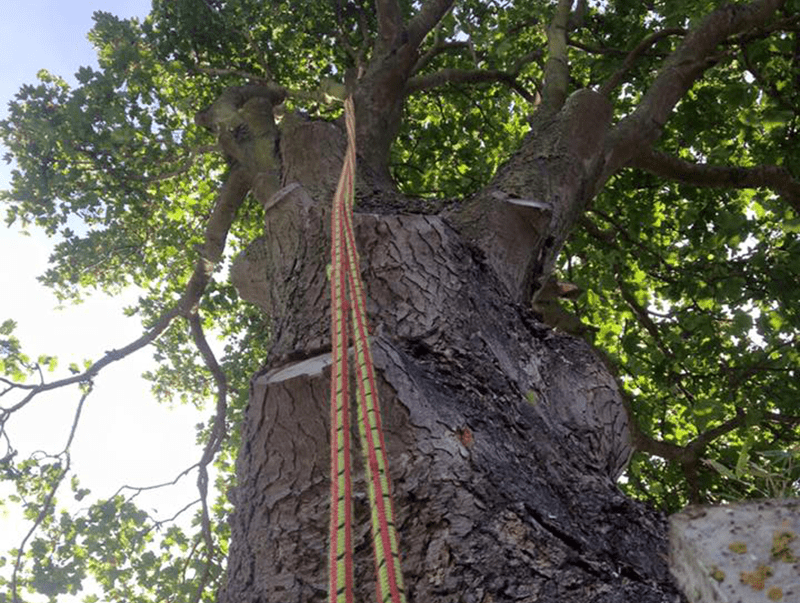 offering tree crowing service, majestic tree care aims to increase the visual appearance of trees as aswell as saftey