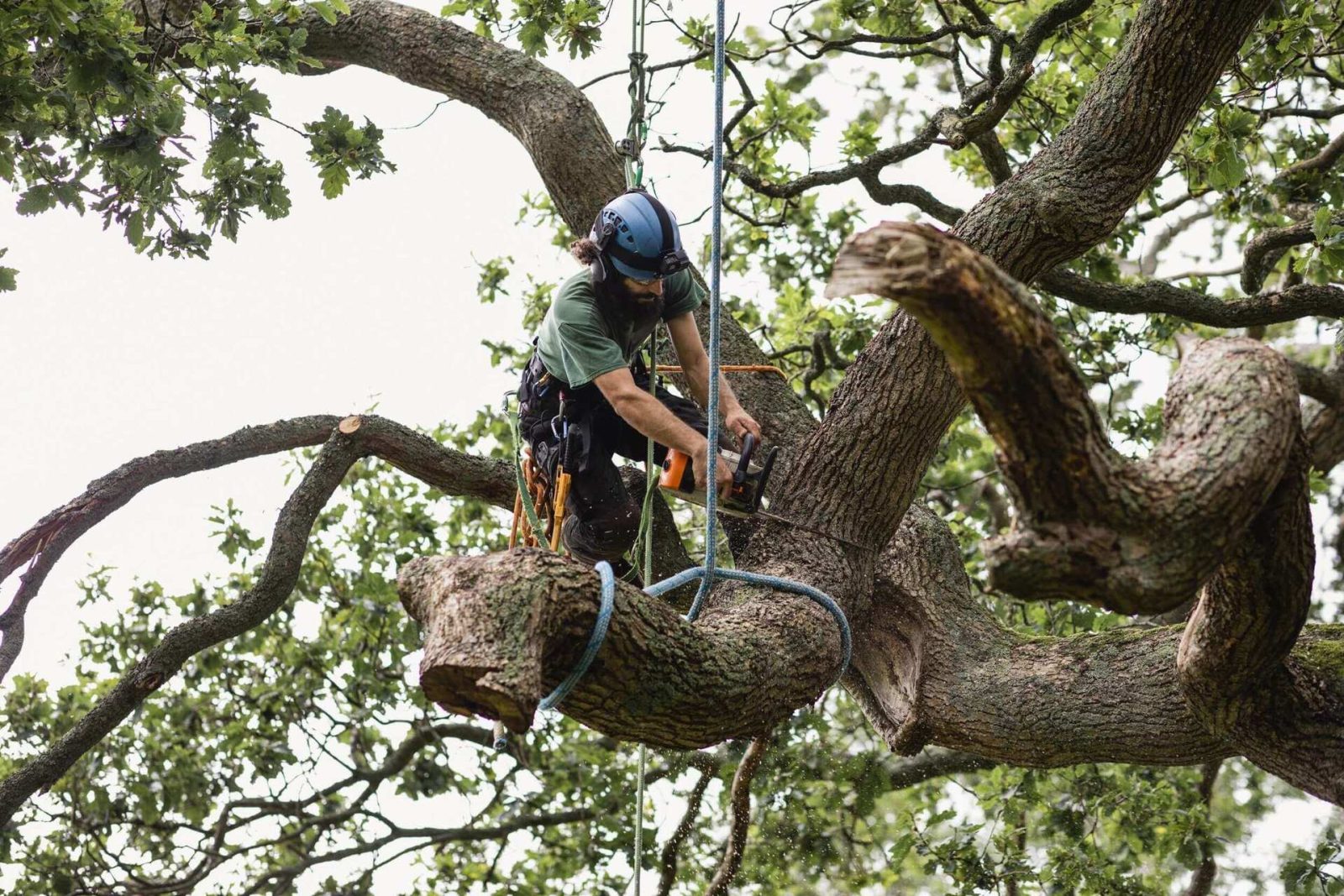 majestic tree care can offer tree felling services ensuring saftey to property owners and the public