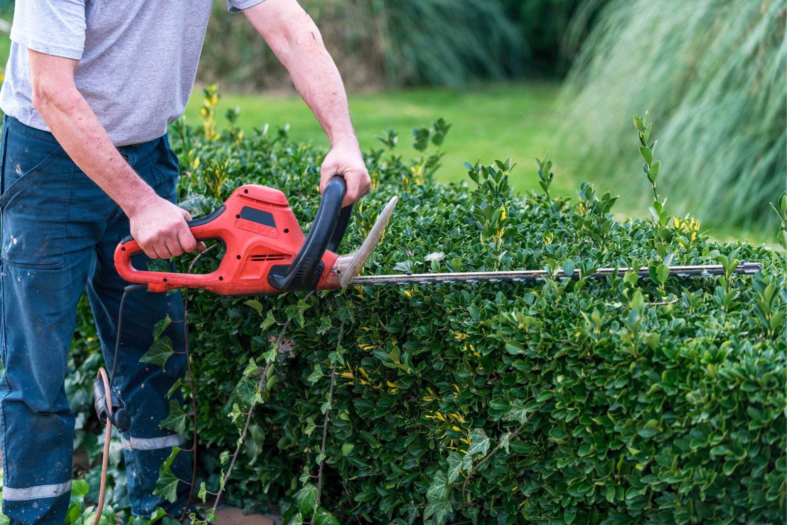 majestic tree care aims to keep trees healthy and strong with our pruning services