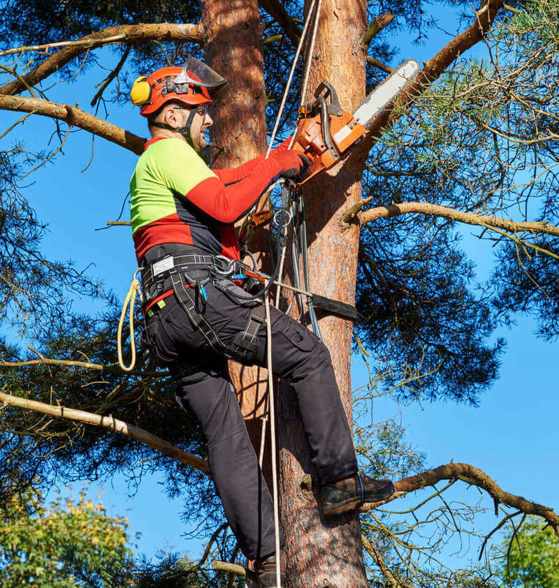 majestic tree cares example of tree surgeon maintenance