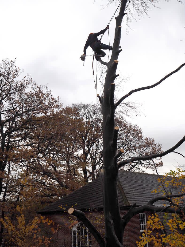 Tree Services Wembley Tree Services Wembley