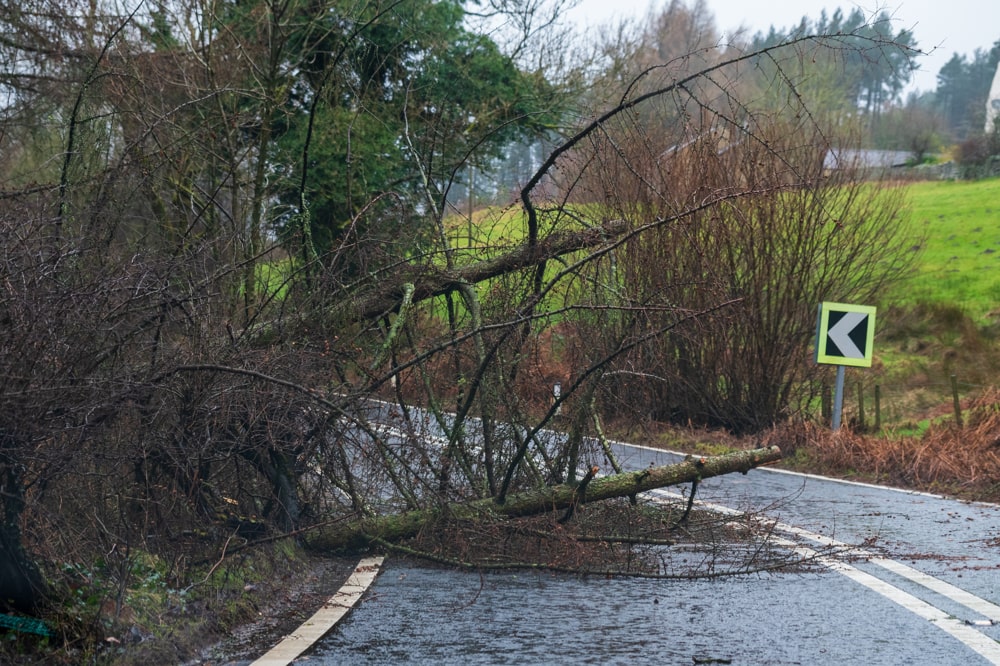 Emergency Tree Surgeon